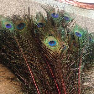 50 + long stem peacock feathers 44” long very vibrant
